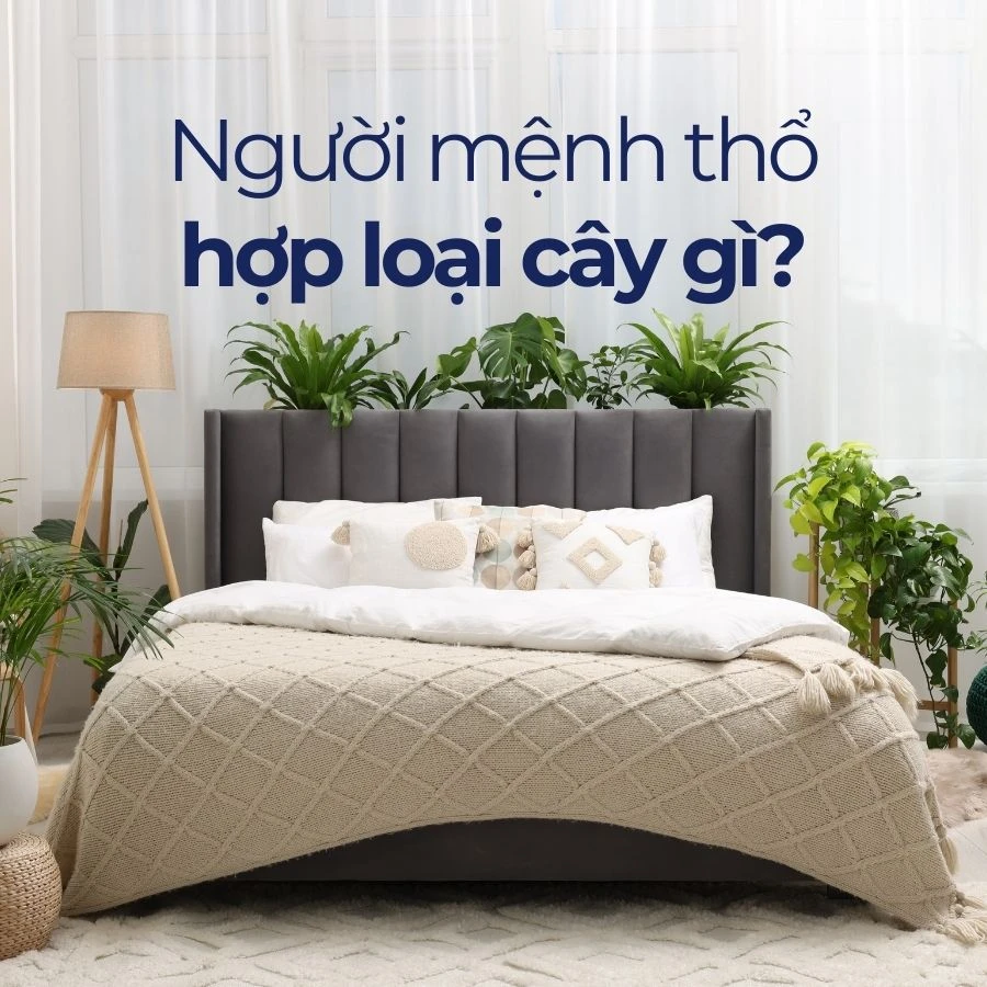 Mệnh Thổ hợp cây gì? Ý nghĩa cây phong thủy hợp mệnh Thổ