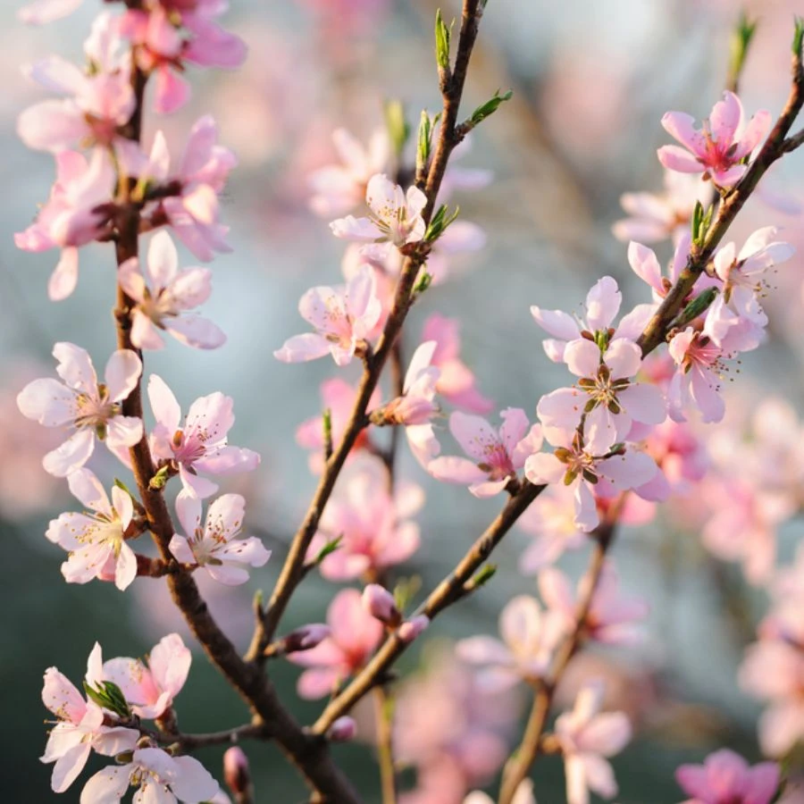 Hoa đào: Ý nghĩa loài hoa biểu tượng ngày Tết Việt Nam Hoa đào: Ý nghĩa loài hoa biểu tượng ngày Tết Việt Nam