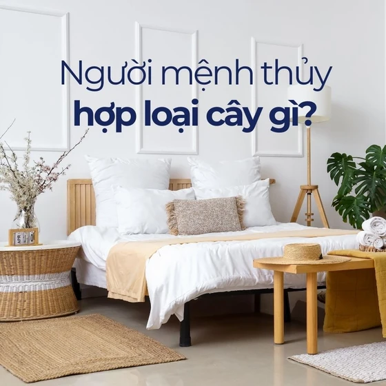 Mệnh Thủy hợp cây gì? Ý nghĩa cây phong thủy hợp mệnh thủy