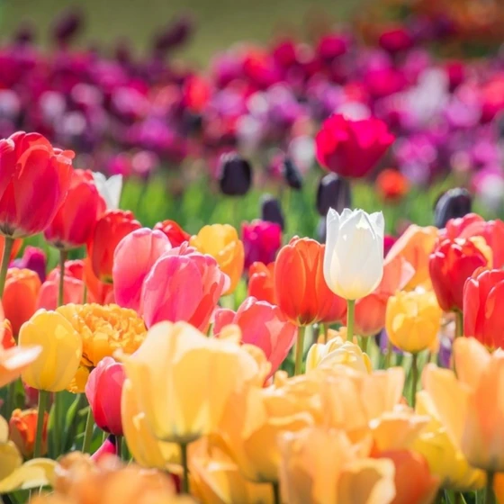 Hoa tulip: Ý nghĩa của loài hoa ẩn sâu trong từng gam màu Hoa tulip: Ý nghĩa của loài hoa ẩn sâu trong từng gam màu