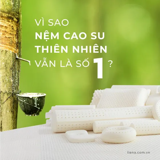 VÌ SAO NỆM CAO SU THIÊN NHIÊN VẪN LÀ SỐ 1?