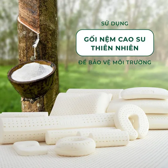 Sử Dụng Gối Nệm Cao Su Thiên Nhiên Để Bảo Vệ Môi Trường Sử Dụng Gối Nệm Cao Su Thiên Nhiên Để Bảo Vệ Môi Trường