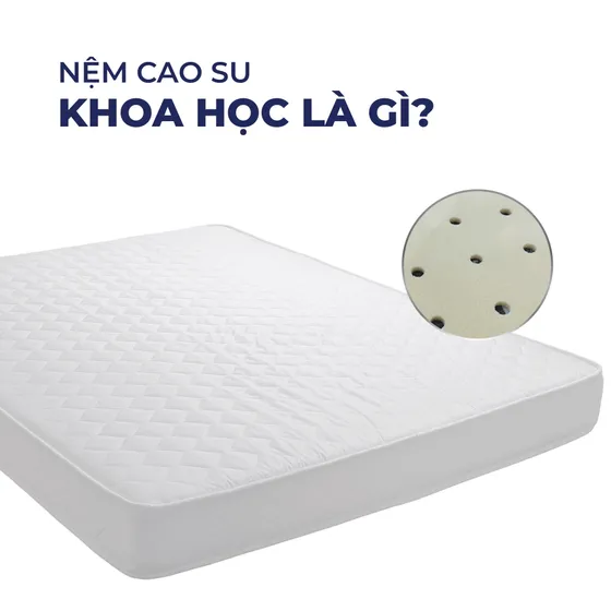 Nệm cao su khoa học là gì? Ảnh hưởng thế nào đến sức khỏe?