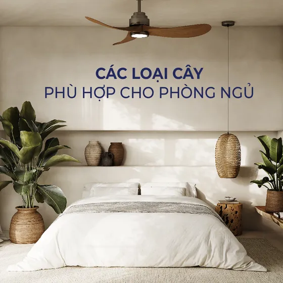 Top 10 loại cây để trong phòng ngủ tốt cho sức khỏe