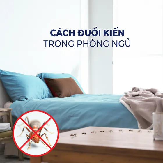 Top 10 cách đuổi kiến trong phòng ngủ triệt để và an toàn Top 10 cách đuổi kiến trong phòng ngủ triệt để và an toàn