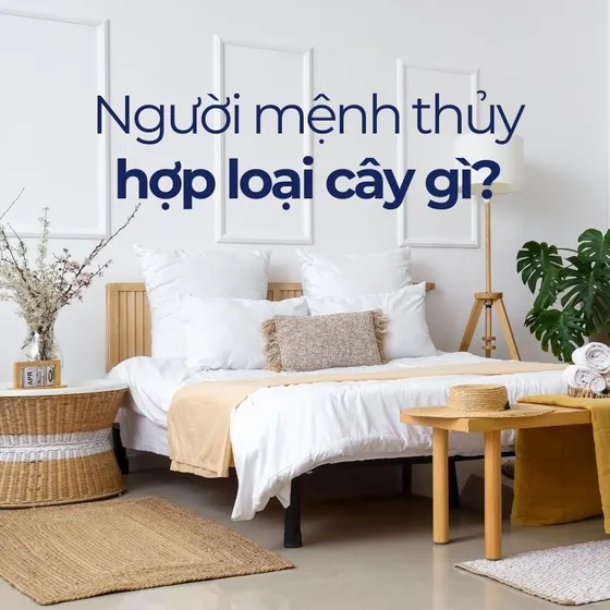 Mệnh Thủy hợp cây gì? Ý nghĩa cây phong thủy hợp mệnh thủy