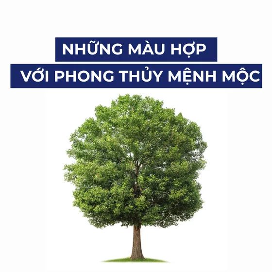 Mệnh Mộc hợp màu gì? Chọn màu hợp mệnh Mộc cho nam và nữ Mệnh Mộc hợp màu gì? Chọn màu hợp mệnh Mộc cho nam và nữ