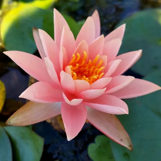 Hoa súng: Ý nghĩa loài hoa tượng trưng cho ý chí bền bỉ