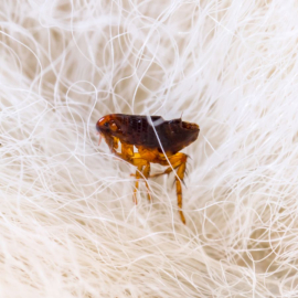 Cách diệt bọ nhảy trên giường hiệu quả, an toàn tại nhà 