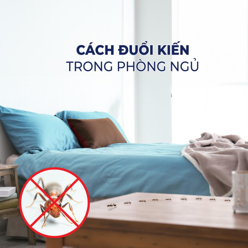 tại sao kiến bò lên giường