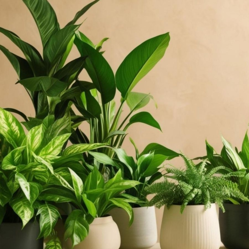 cây trồng trong nhà