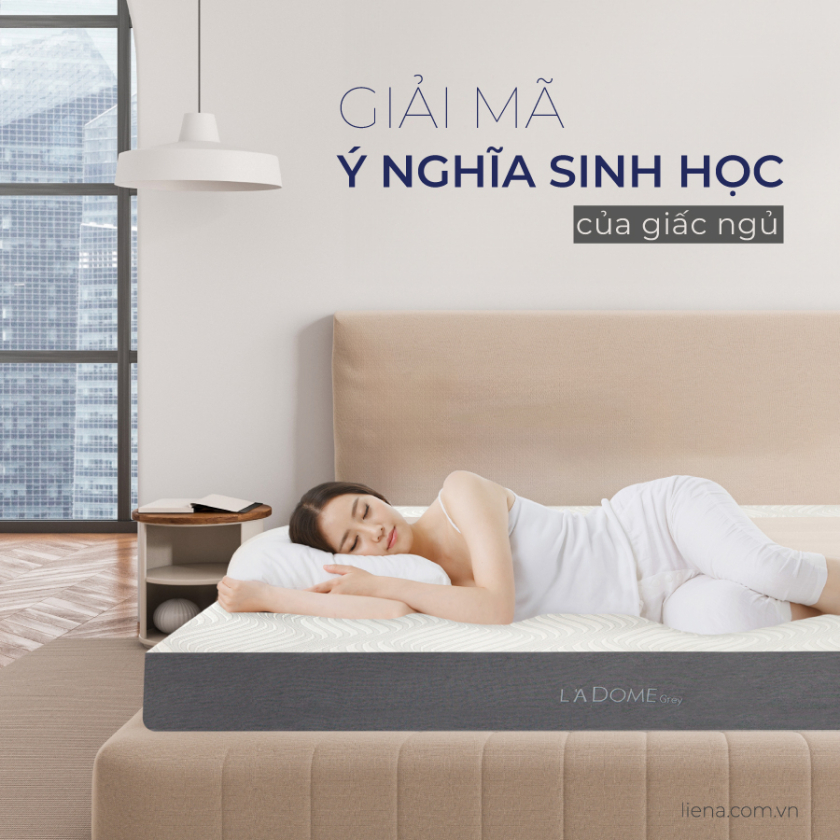 ý nghĩa sinh học của giấc ngủ
