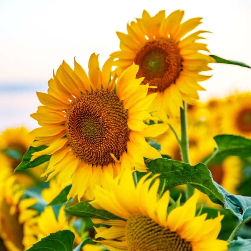 hoa hướng dương