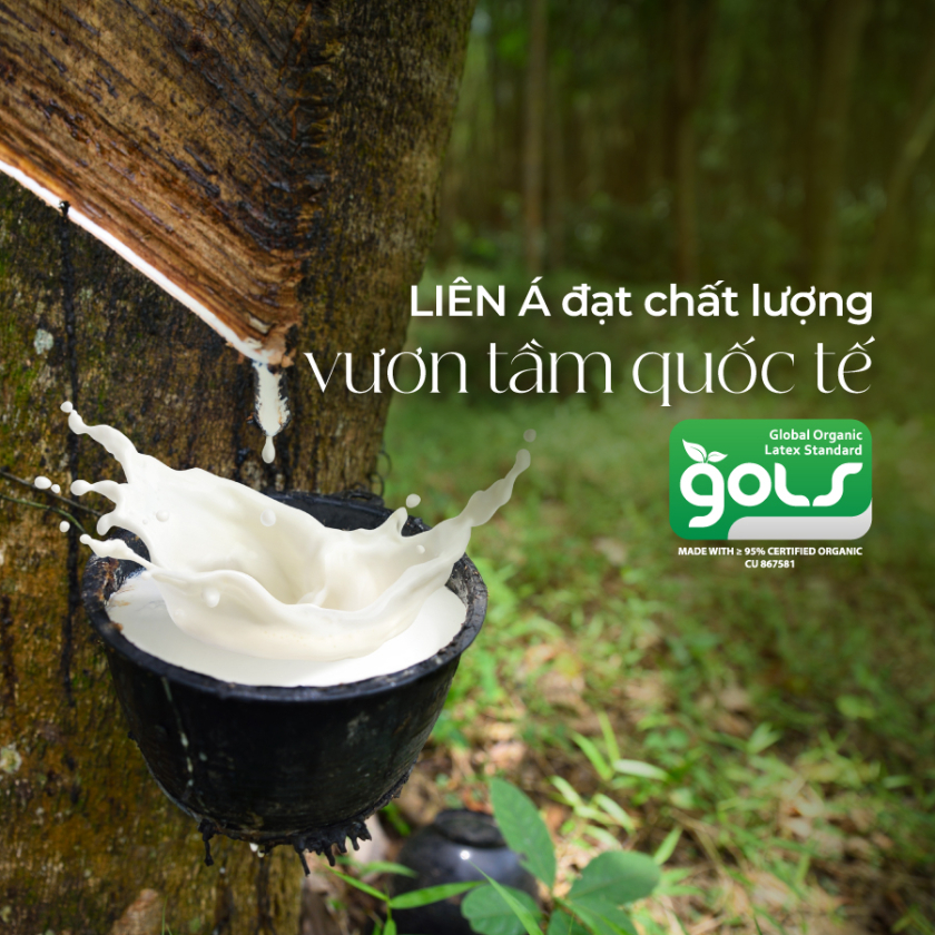 chứng chỉ gols