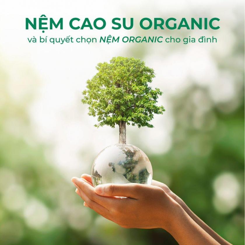 Nệm Cao Su Organic