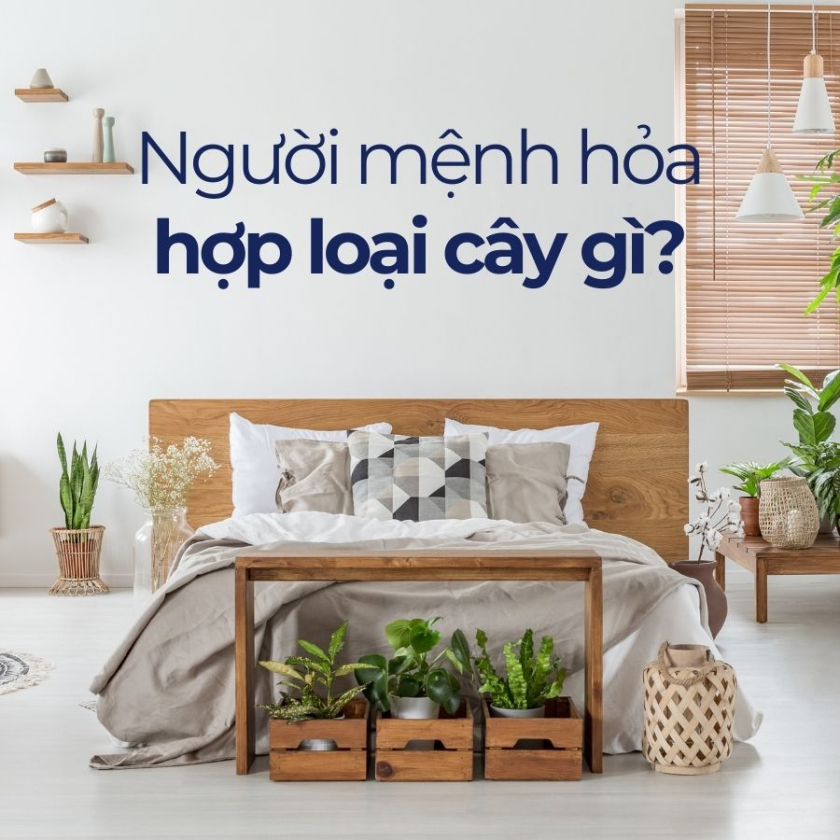 mệnh hỏa hợp cây gì