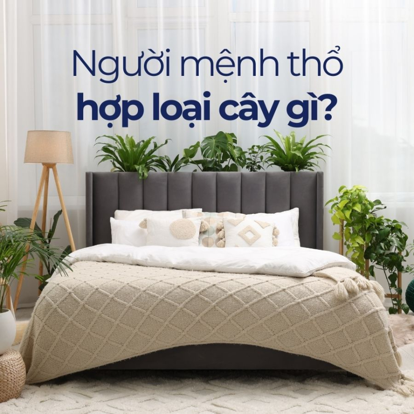 mệnh thổ hợp cây gì