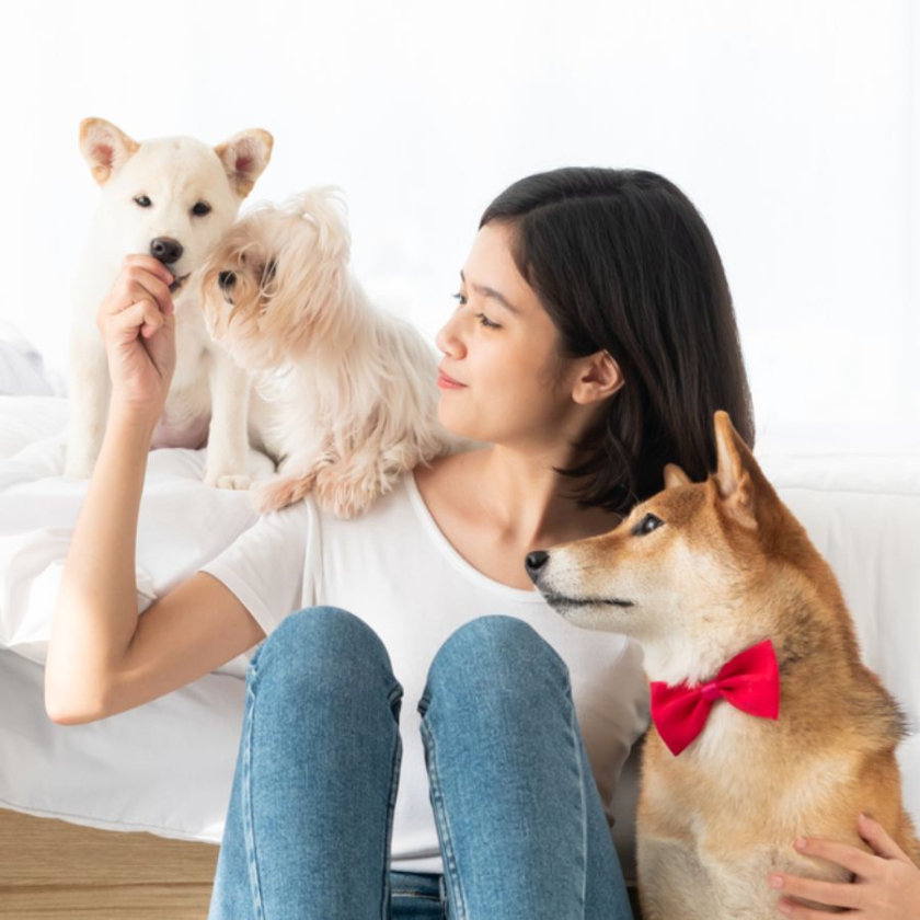 Nhà nuôi thú cưng thì nên chọn nệm nào? 