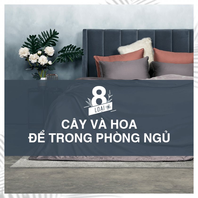 8 LOẠI CÂY VÀ HOA ĐỂ PHÒNG NGỦ