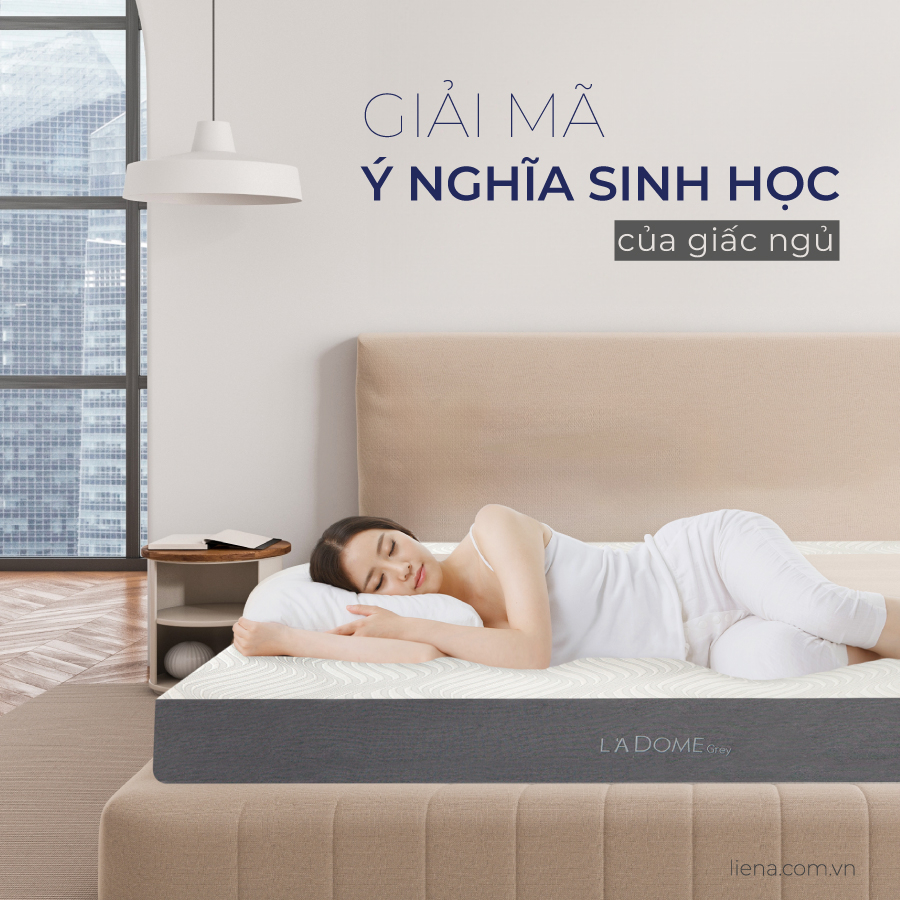 Giải Mã Ý Nghĩa Sinh Học Của Giấc Ngủ