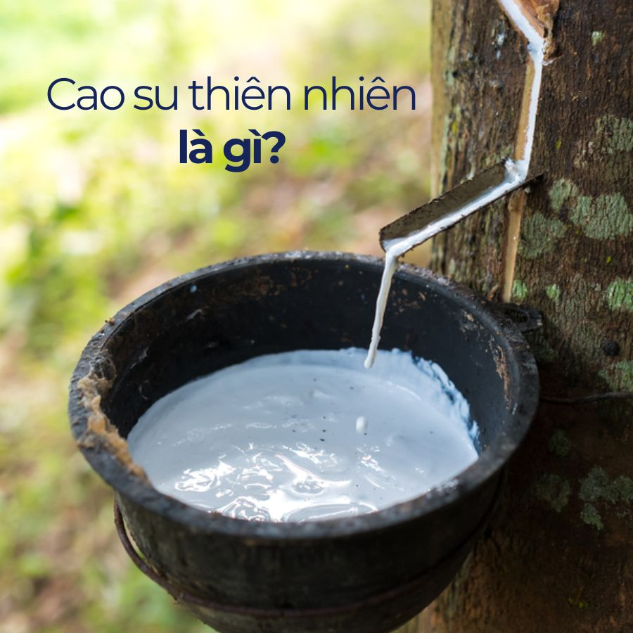 Cao su thiên nhiên là gì? Nguồn gốc, đặc điểm và ứng dụng