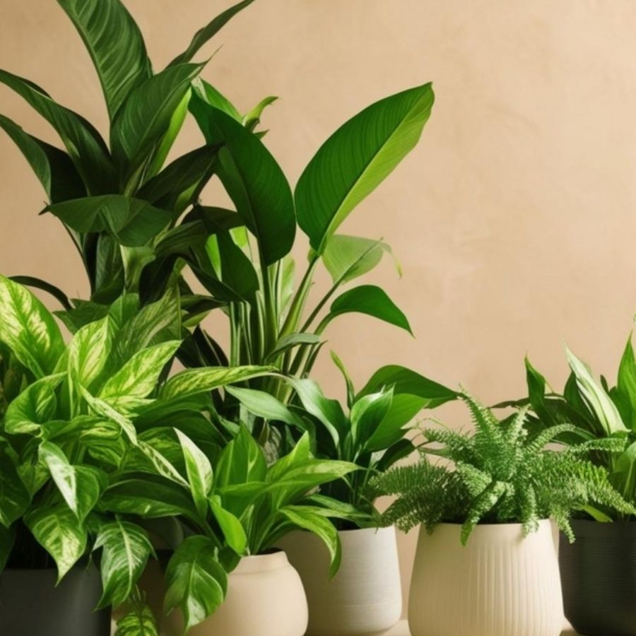 Top 20 cây trồng trong nhà dễ chăm sóc cải thiện tài vận