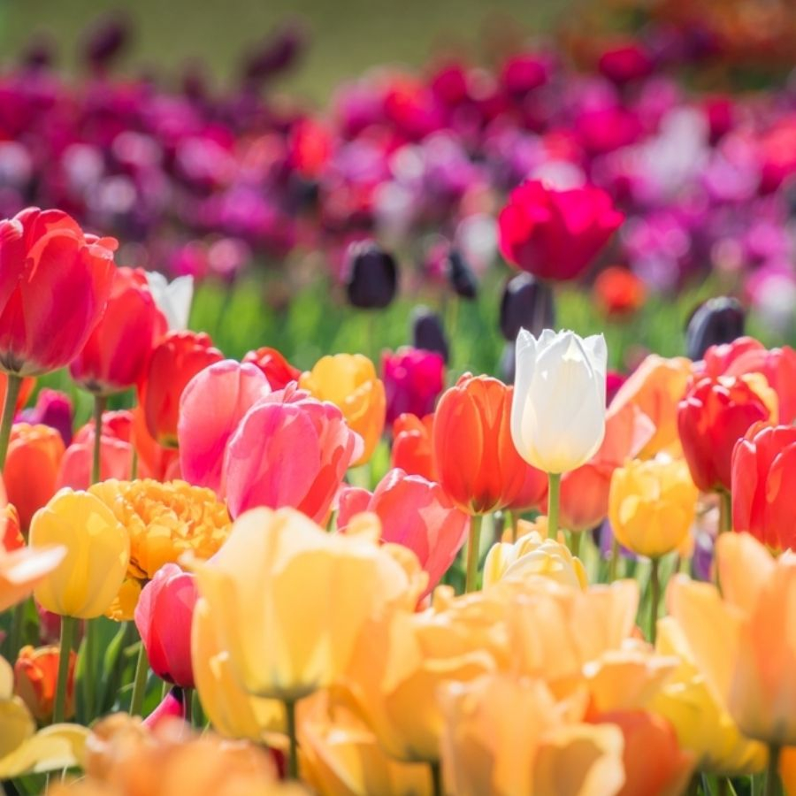 Hoa tulip: Ý nghĩa của loài hoa ẩn sâu trong từng gam màu Hoa tulip: Ý nghĩa của loài hoa ẩn sâu trong từng gam màu