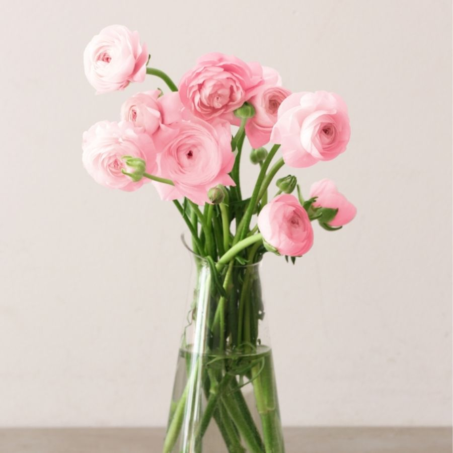 Hoa mao lương: Ý nghĩa loài hoa của hạnh phúc viên mãn Hoa mao lương: Ý nghĩa loài hoa của hạnh phúc viên mãn