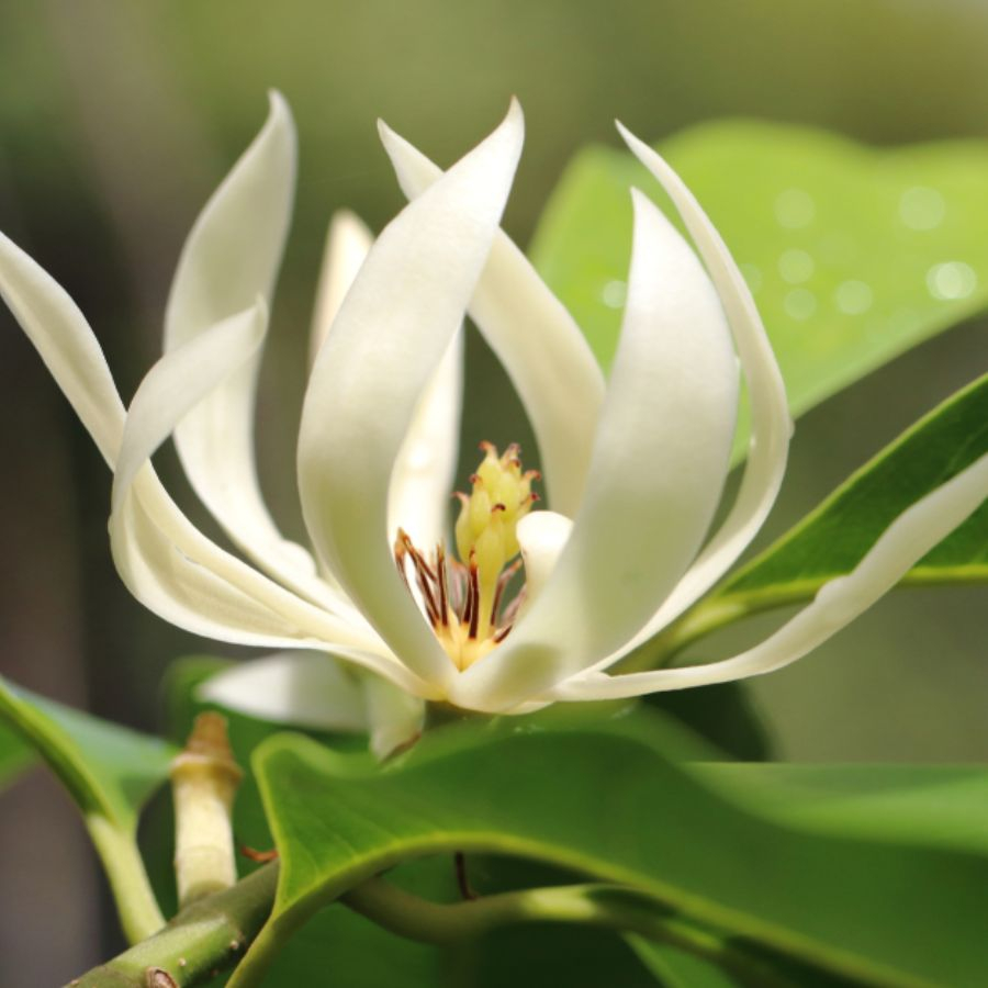 Hoa ngọc lan: Ý nghĩa loài hoa mang vẻ đẹp dịu dàng
