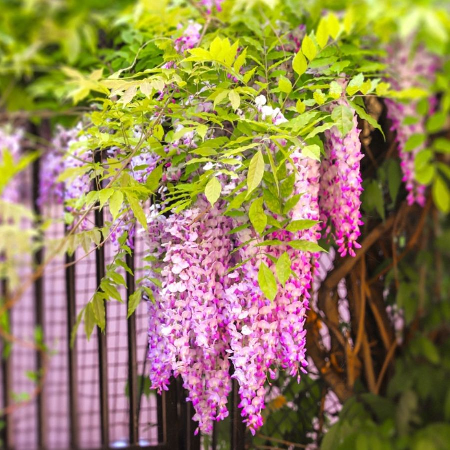 Hoa tử đằng: Ý nghĩa loài hoa gắn liền với khởi đầu suôn sẻ