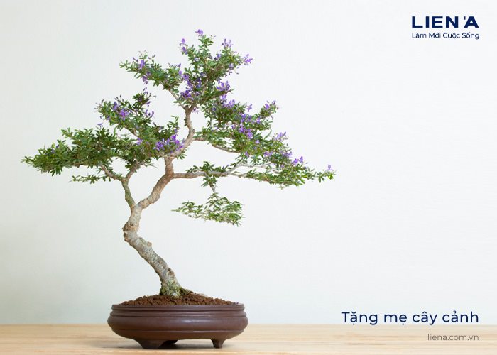 quà tặng mẹ 20/10
