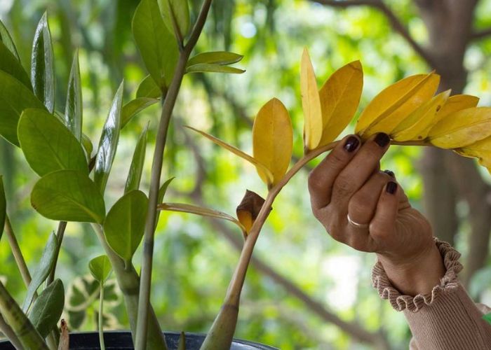 cây kim tiền có ý nghĩa gì