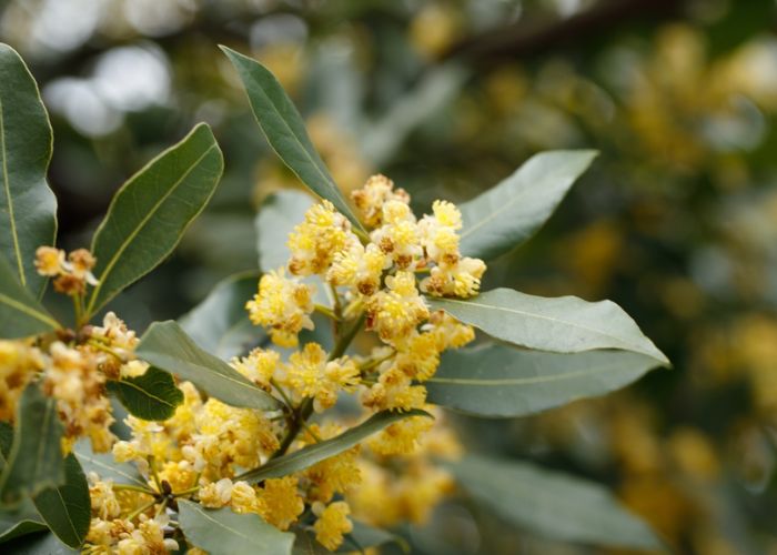 cách chăm sóc cây nguyệt quế