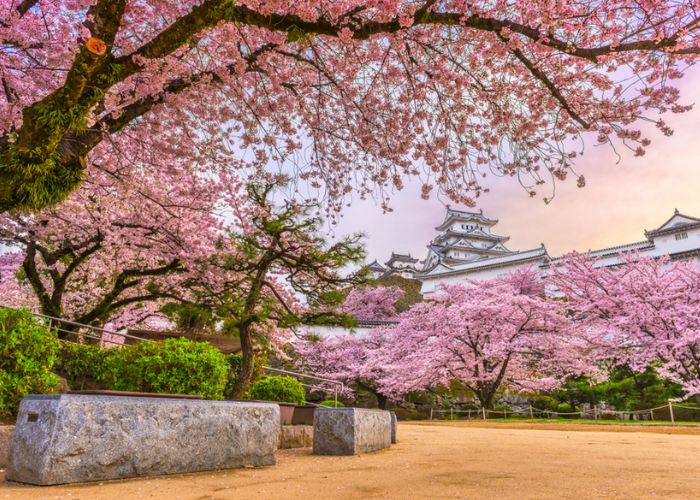 ý nghĩa hoa anh đào