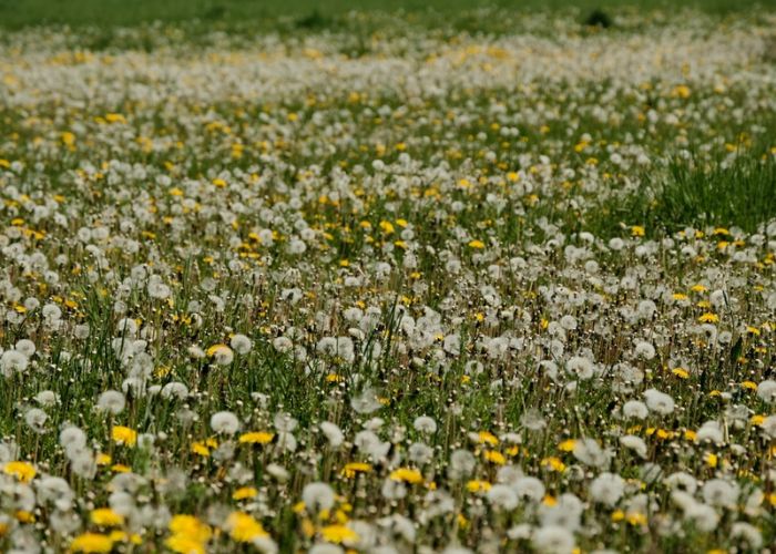 cách chăm sóc hoa bồ công anh