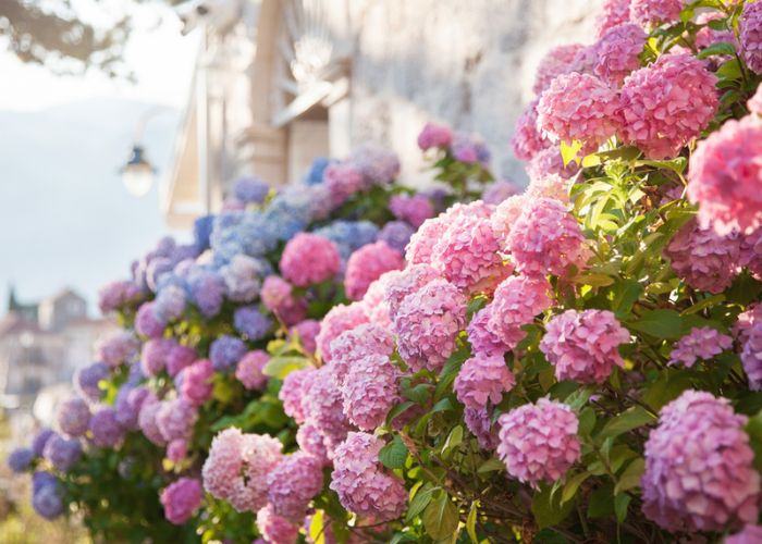 cây cẩm tú cầu