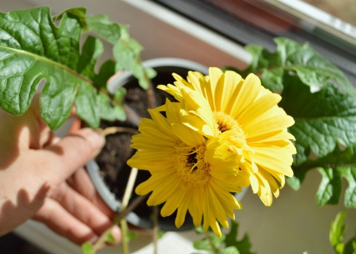 hoa đồng tiền ý nghĩa