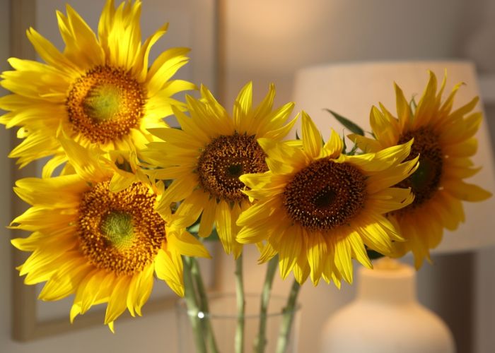 cách chăm sóc hoa hướng dương