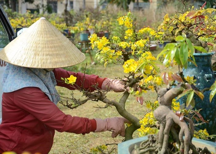 cách chăm sóc hoa mai