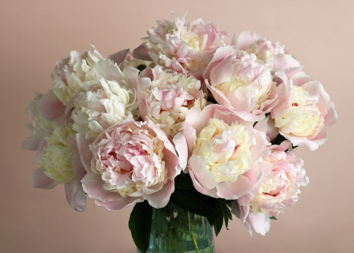 cây hoa mẫu đơn