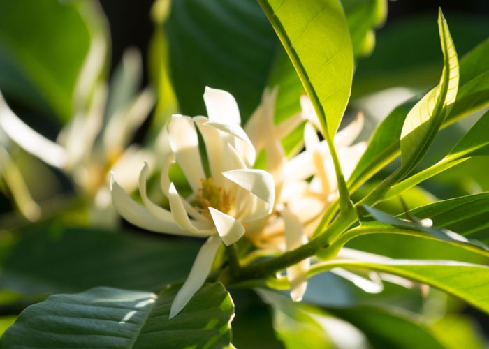 cách chăm sóc hoa ngọc lan