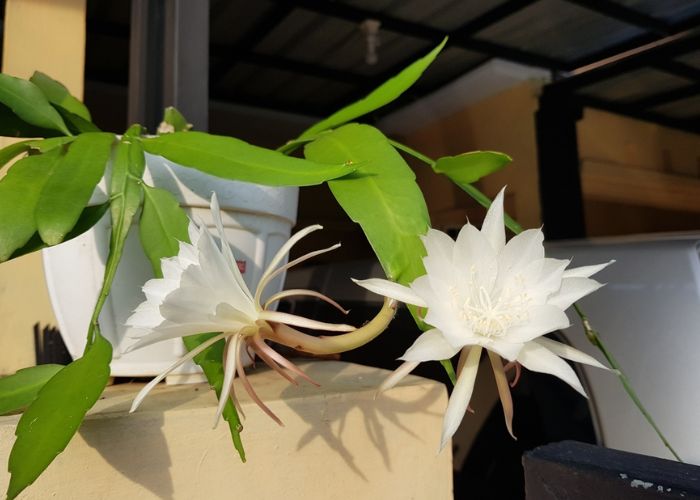 ý nghĩa hoa quỳnh