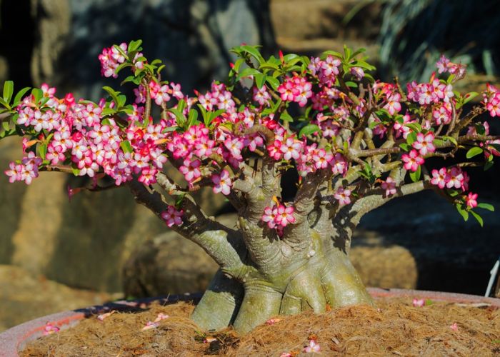 cây hoa sứ hợp mệnh gì