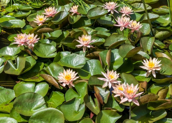 cách trồng hoa súng