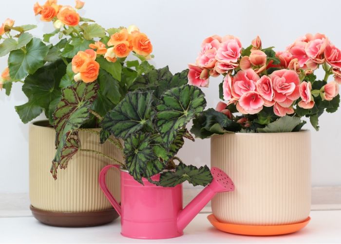 các loài hoa hải đường