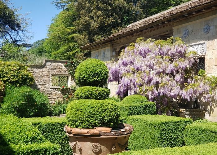 ý nghĩa hoa tử đằng