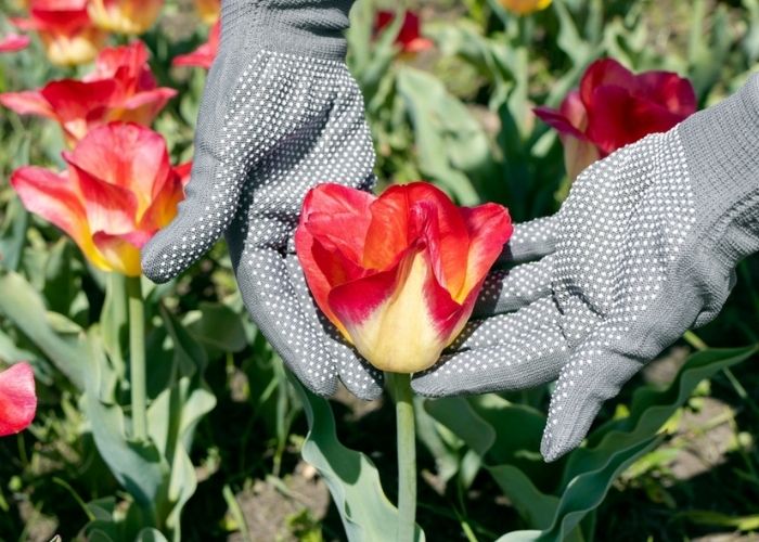 cách chăm sóc hoa tulip