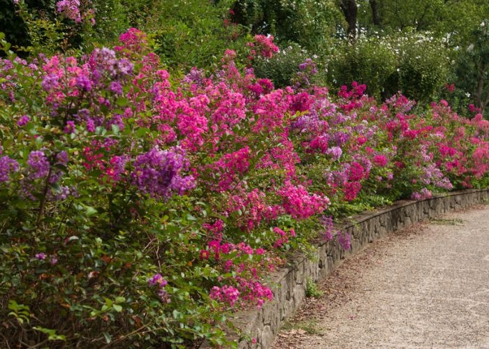 cây hoa tường vy