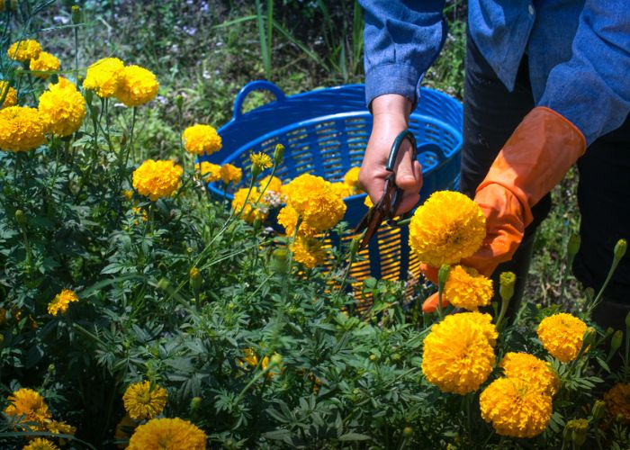 ý nghĩa hoa vạn thọ