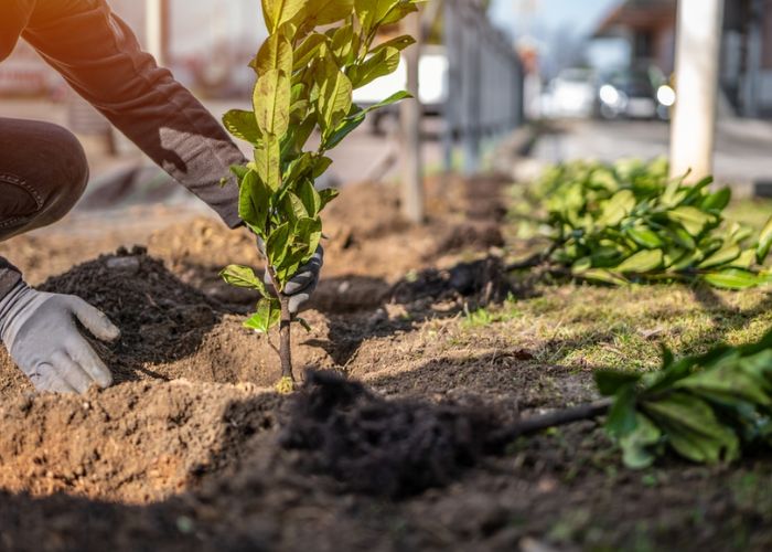 cây hoa nguyệt quế có mấy loại